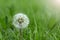 Dandelion on a green lawn, front view