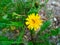 Dandelion, greens, flower, insects on a flower