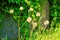 Dandelion grew up near a stone fence