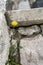 Dandelion growing amongst rocks