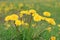 Dandelion growing on the background of meadow dandelions.