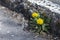 Dandelion growing at curb