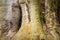 Dandelion growing and flowering on the trunk of an enormous old tree, concept of resilience and survival