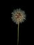 Dandelion growing ona forest meadow, Poland