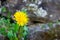 A Dandelion Growing Out of a Cobblestone Wall