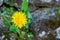 A Dandelion Growing Out of a Cobblestone Wall