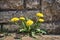 Dandelion growing out of a wall in spring