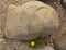 Dandelion growing in spite of large rock