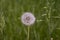 Dandelion grows in the grass