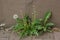 Dandelion grows near the old wall of the building