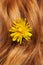 Dandelion in hair