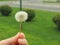 Dandelion hand close-up blurred background