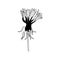 Dandelion hand drawn black and white sketch. Botanical vector illustration