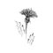 Dandelion. Hand drawn vector illustration in sketch style. Isolated on white. Freehand wildflower outline