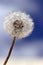 Dandelion head