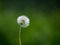 Dandelion head in a field