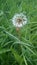 Dandelion head in green grass