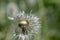 Dandelion head macro photo. geometric art in nature.