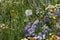 Dandelion head in the middle of spring wildflowers