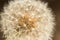 Dandelion head with seeds , Taraxacum officinale, close up. Idea for wallpaper.