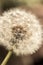 Dandelion head with seeds , Taraxacum officinale, close up. Idea for wallpaper.