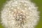 Dandelion head with seeds , Taraxacum officinale, close up. Idea for wallpaper.