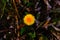 Dandelion herb flourished