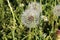 Dandelion in a herb garden