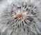 Dandelion Herbal leaves flowers silhouette