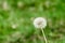 Dandelion herbs with defocused background in spring yellow green and white colors