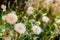 Dandelion herbs with defocused background in spring yellow green and white colors