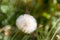 Dandelion herbs with defocused background in spring yellow green and white colors