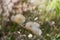 Dandelion herbs with defocused background in spring yellow green and white colors