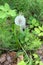 Dandelion - inflorescence with seeds - in the form of parachutes