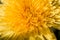 Dandelion inflorescence yellow macro