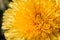 Dandelion inflorescence yellow macro