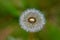 A dandelion with its seeds at sight on a green background, Taraxacum erythrospermum
