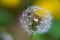 A dandelion with its seeds at sight on a green background, Taraxacum erythrospermum