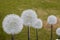 Dandelion lamp, adobe rgb