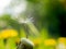 Dandelion last seed of a parachute on a flower is a symbol of loneliness or perseverance and fortitude. The dandelion