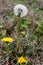 Dandelion lifecycle from bud to puff ball seed head