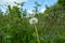 Dandelion on a long stalk in the background of bushes