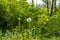 Dandelion on a long stalk in the background of bushes