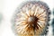 a dandelion with lots of seeds on it\\\'s head is shown in this picture with a blurry background of the