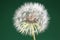 Dandelion macro