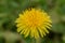 Dandelion Macro close up. Taraxacum is a large genus of flowering plants in the family Asteraceae, which consists of species commo