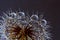 Dandelion macro drops