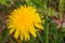 Dandelion macro photo. Yellow dandelion flower. Green dandelion leaves. Out of focus