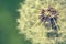 Dandelion macro retro photo