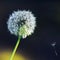 Dandelion, macro shot. against a dark background